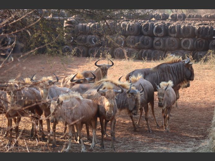 Goue Wildebeeste