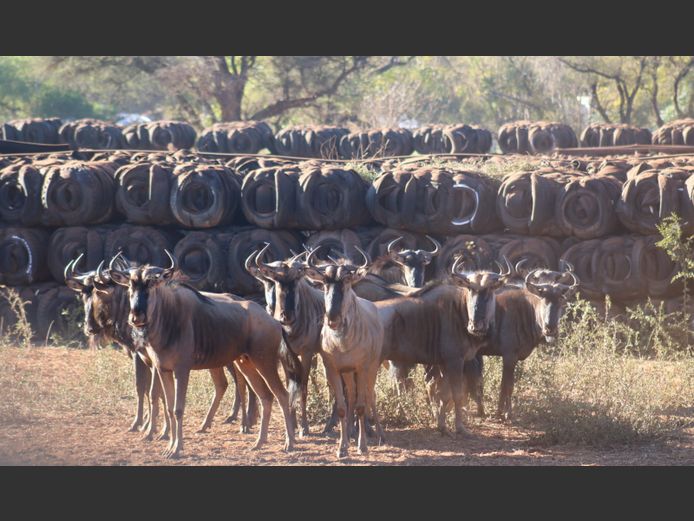 Blouwildebees