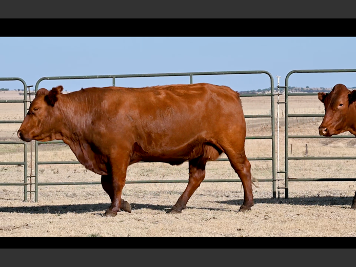 Commercial Animals | ALLEM BROTHERS