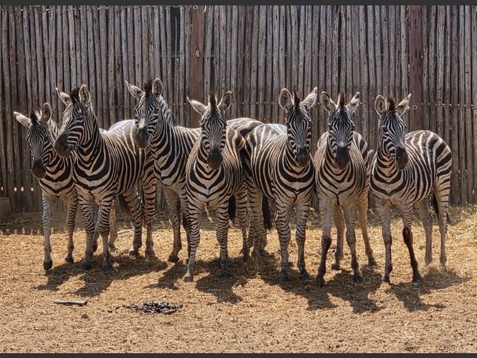ZEBRA | NYLSVLEI GAME