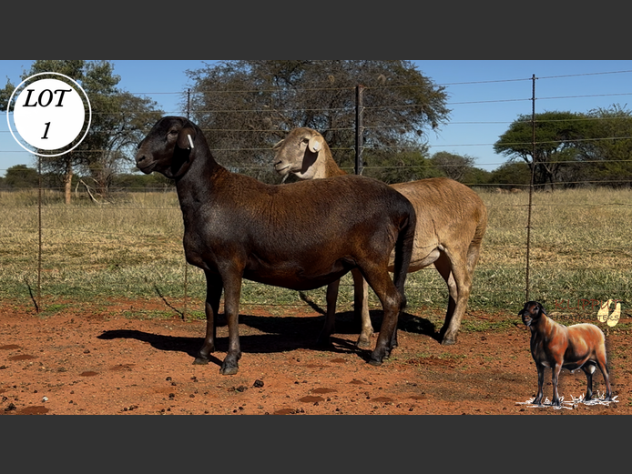 Ewes | Klipput Meatmasters