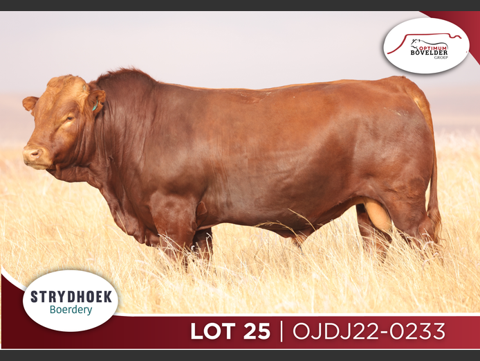 OJDJ22-0233