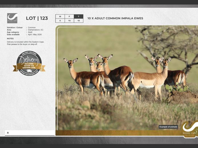Impala - Common | Woody Cape Wildlife (Pty) Ltd