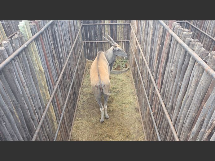 ELAND | HANLEY