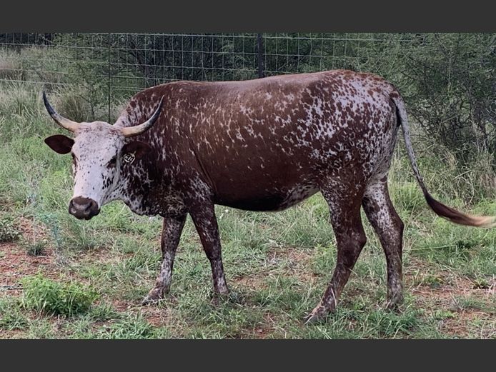 NGU 230003 | INALA NGUNI STUD