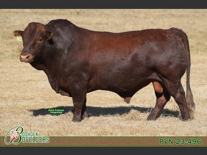 PVN230496 | Boshoek Bovelders
