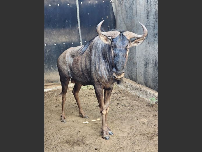 BLUE WILDEBEEST | COLOMBIA