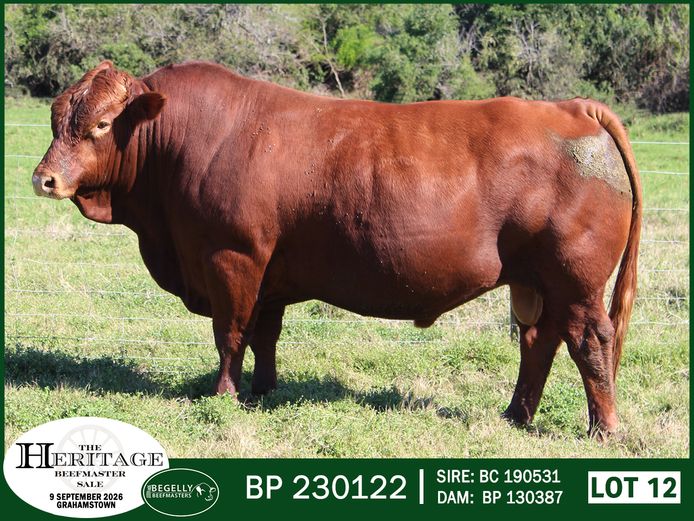 BP 230122 HH | BEGELLY BEEFMASTERS