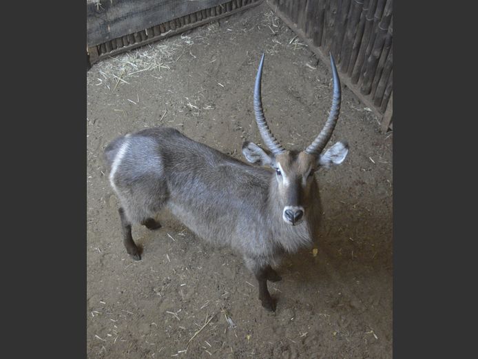 Waterbok | Ditjabe