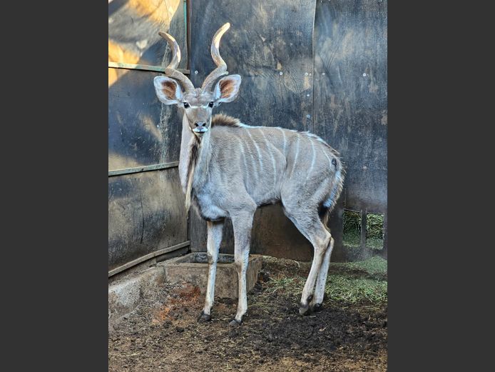 KUDU | NYLSVLEI