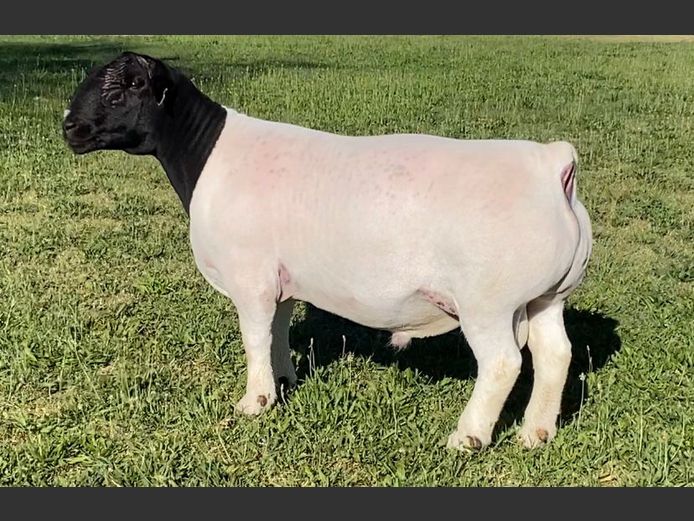 24053 | Johan H Maritz sr