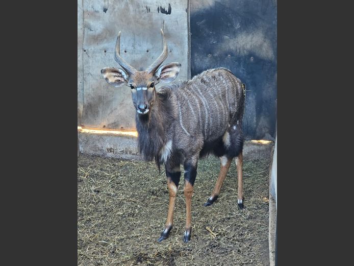 NYALA | DITJABE