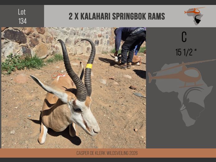 Kalahari Springbuck (15")