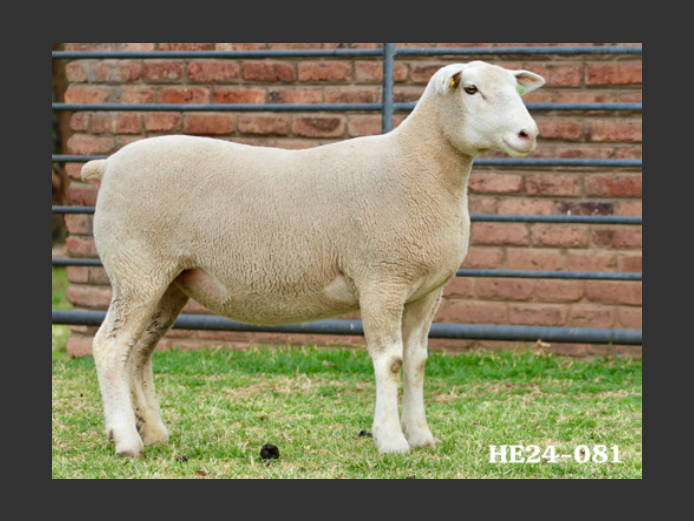 HE  240081 | EKSTEENS HATARI