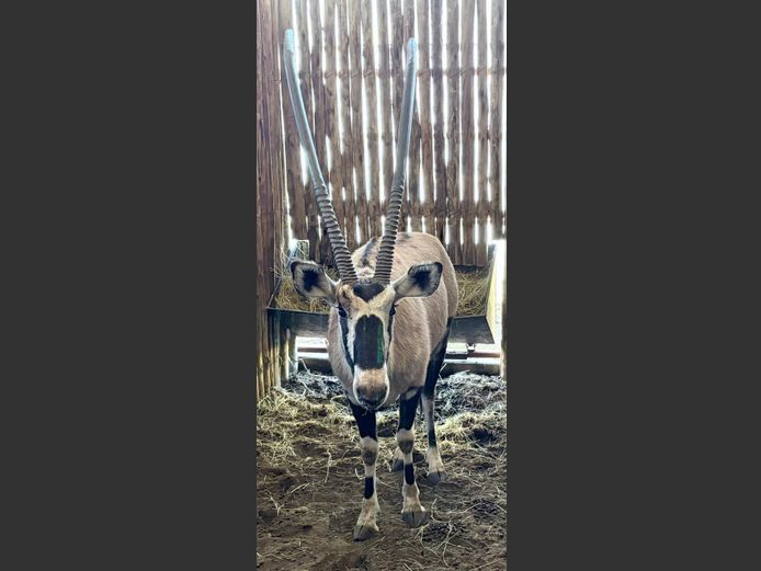 Gemsbok Bul
