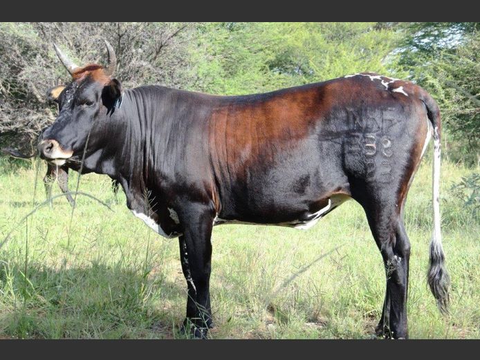 NRF 230338 | NORTHFIELD