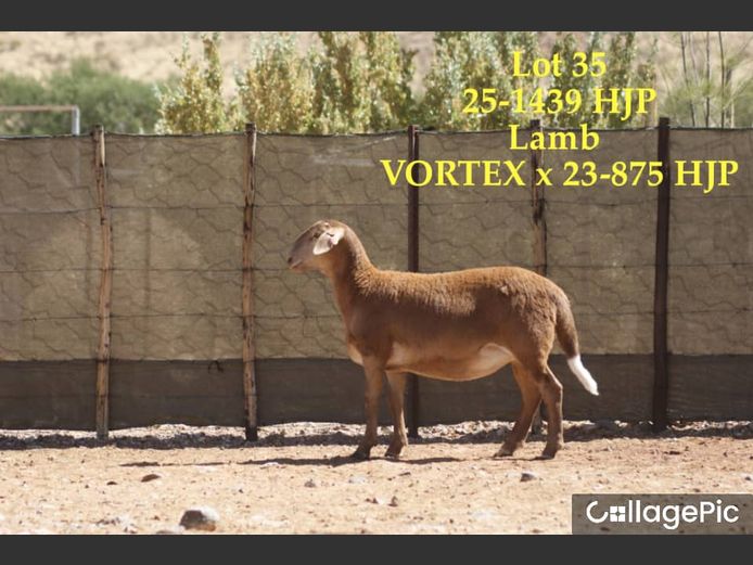  25-1439 HJP | 25-1443 HJP | SORENTO MEATMASTERS