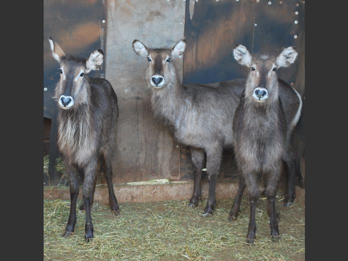 WATERBOK | 2 X MABALINGWE  1 X MALANGAS