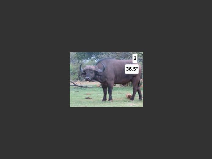 BUFFEL | KRUISRIVIER