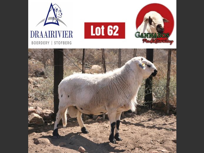NS23-286 | Draairivier Boerdery