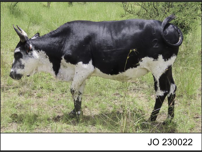 JO 230022 | O.T. JANNASCH