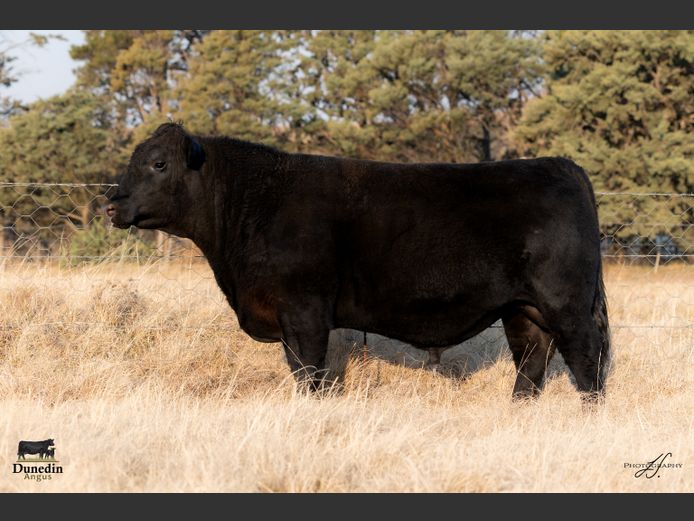 KCM 230141 | TABLE HILL FARMING PTY LTD