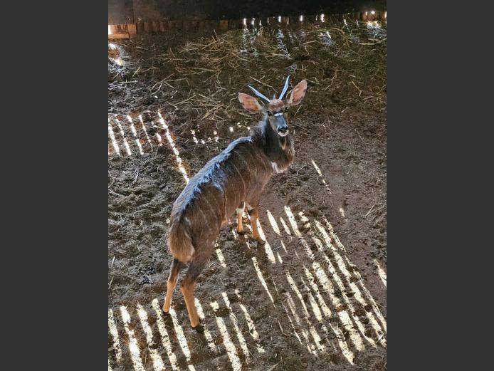 NYALA | KOLOBE WILDLIFE