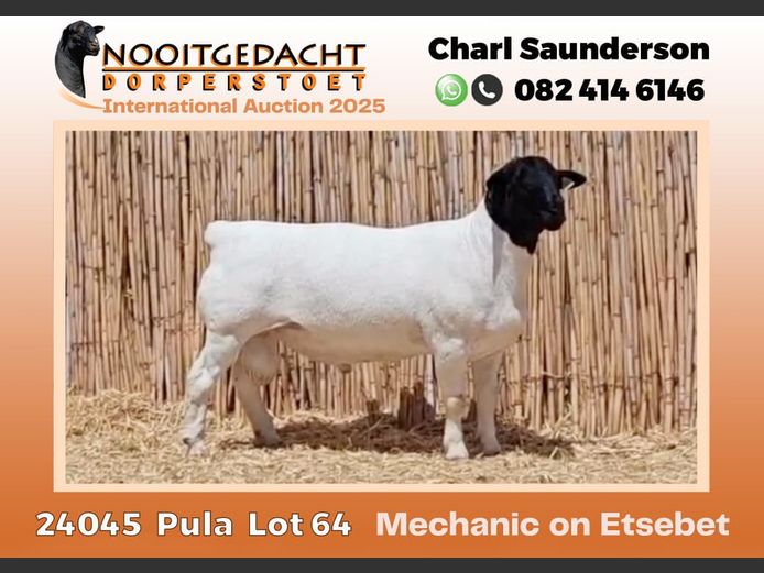 2250 24 0045 | Nooitgedacht Dorpers