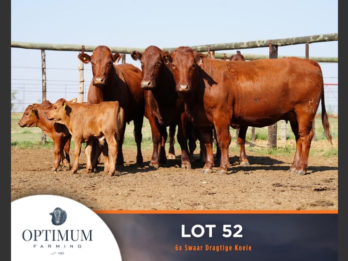 Commercial Animals | OPTIMUM FARMING M WIPPLINGER