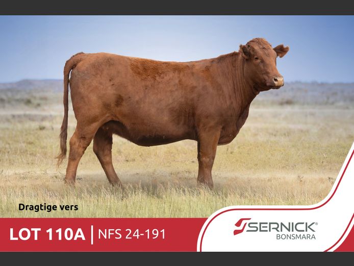 NFS 240191 | SERNICK BONSMARA STOET