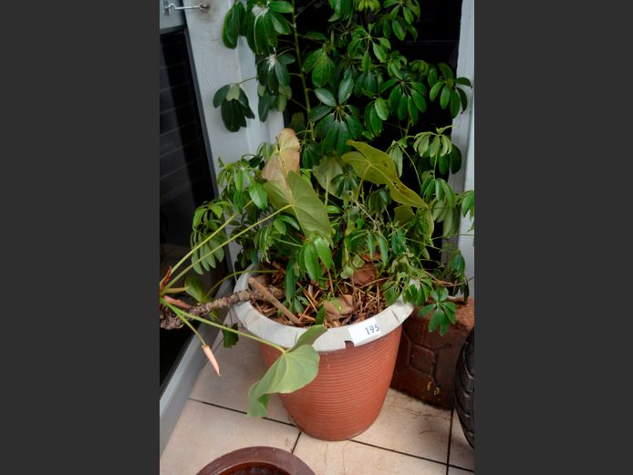 PLANT IN PLASTIC PLANTER