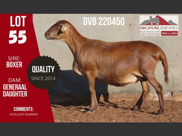 DVB 220450 | SIGNALBERG MEATMASTERS