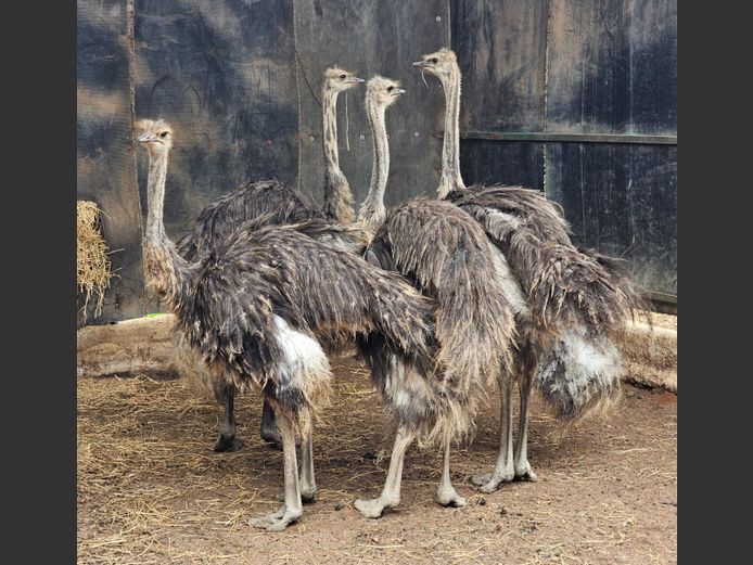 VOLSTRUIS | LITTLE HUT