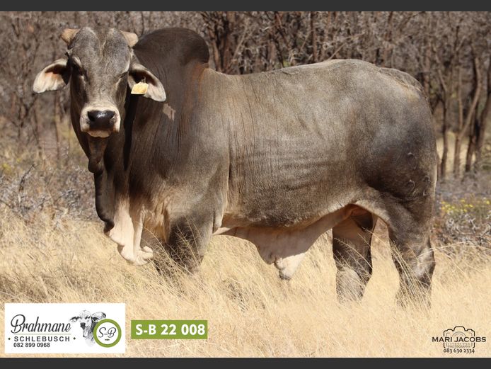 S-B228 | SCHLEBUSCH BOERDERY BK