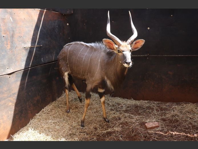 Njala