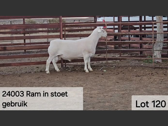 602 24 0003W | Kasteel Witdorpers