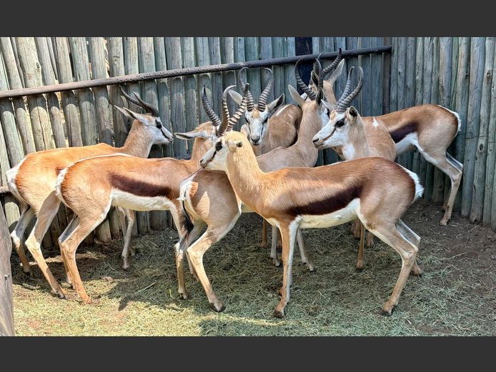 Springbok Ramme