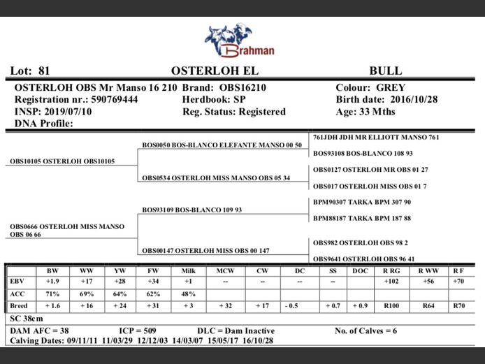 OSTERLOH BRAHMAN OBS16210