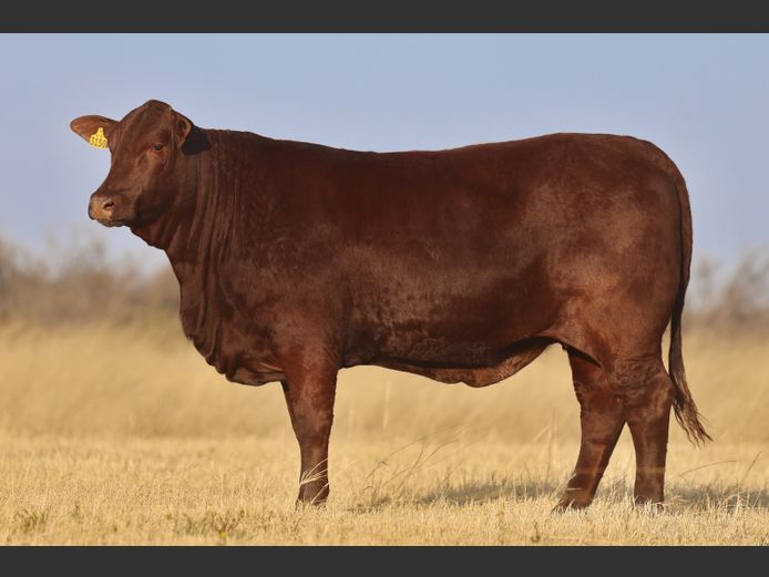 VV  230150 | T. DE JAGER