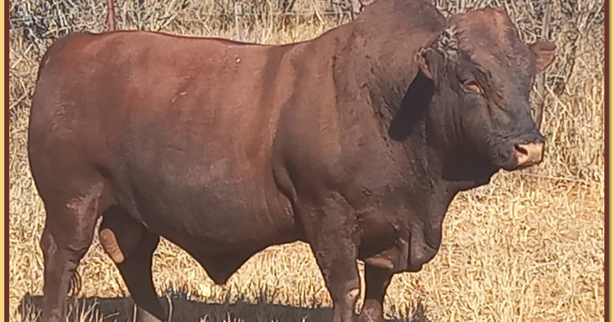 Lot 2 BRISTOW BONSMARA 52ND ANNUAL PRODUCTION SALE SwiftVEE