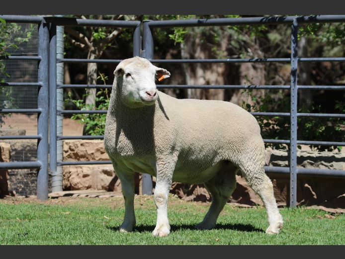 DZ 240087 | 2 STEYNS BOERDERY