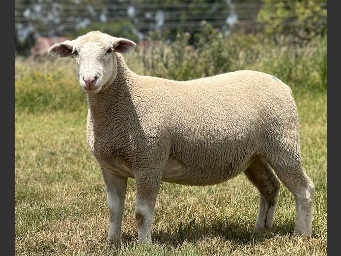 Commercial Animals | Johan Barnard