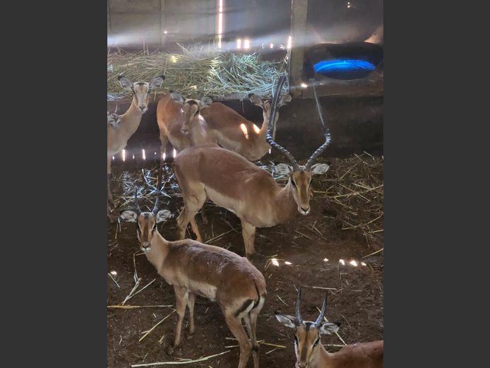 IMPALA | KOLOBE WILD