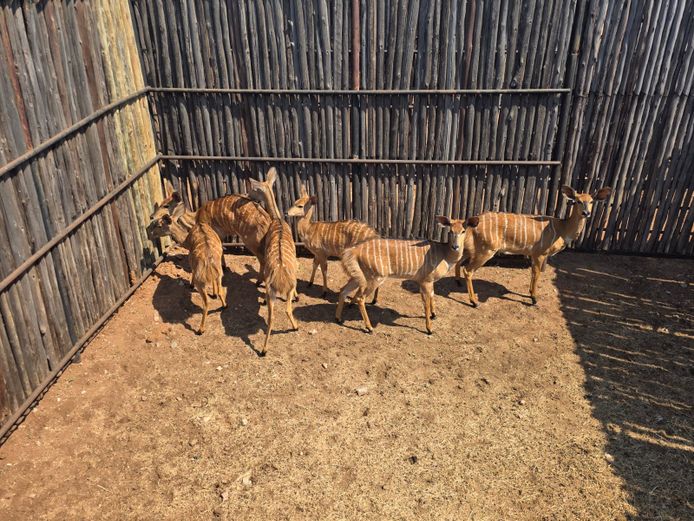 NJALA | ALESIA WILD BOERDERY