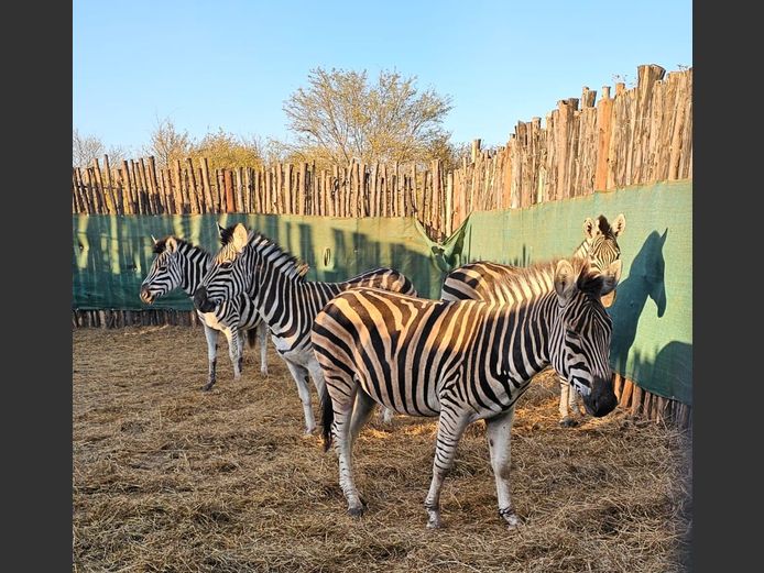 ZEBRA | ZEBULA