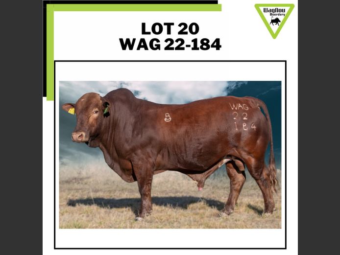 WAG 22-0184 | WAGNOU BEEFMASTER
