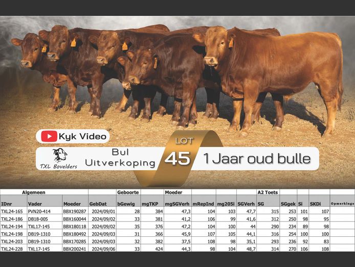 1 YEAR OLD BULLS