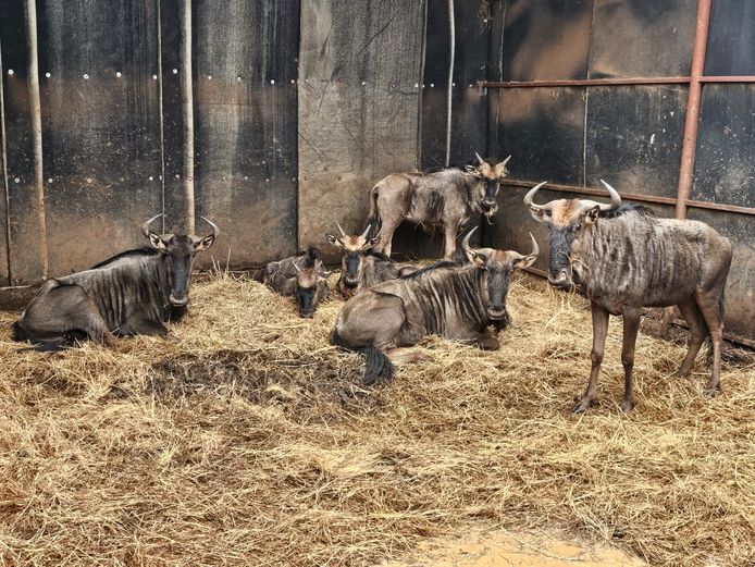 BLOUWILDEBEES | NONYA SAFARIS