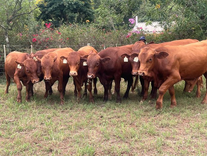 Long Weaner Beefmaster Bull Calves