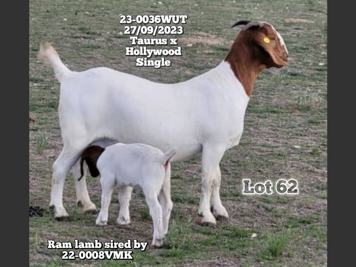 23-0036WUT | ORIVEREKE KLEINVEE STUD